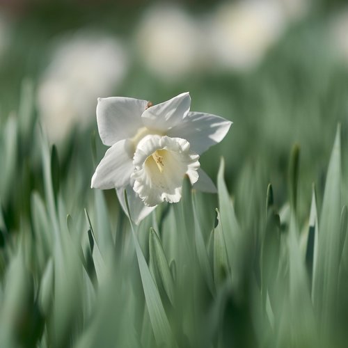 flower  narcissus  white