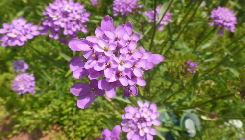 flower purple nature