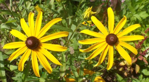 flower yellow floral