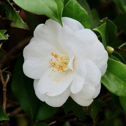 flower  white  camellia