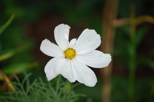 flower  white  summer