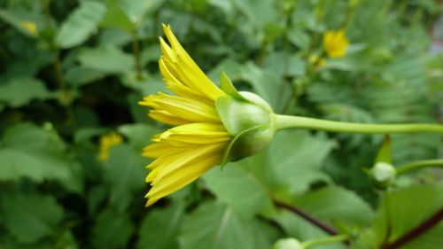 flower yellow nature