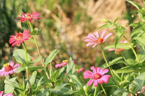 flower  pink  spring