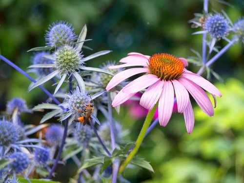 flower  pink  plant