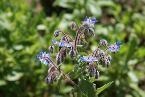 flower  nature  garden