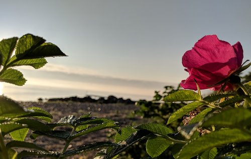 flower  rose  blossom