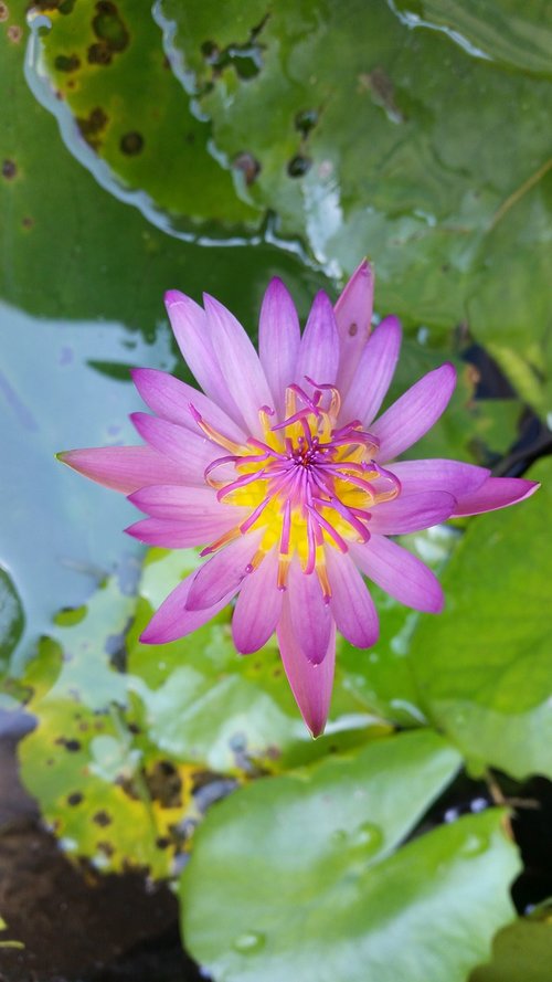 flower  lotus thai  lotus
