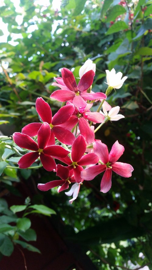 flower  flowers  the pink flowers