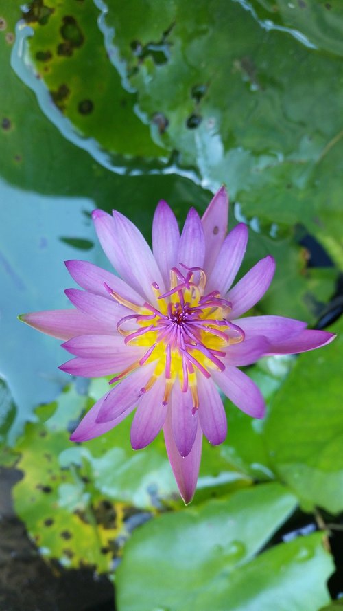 flower  lotus  purple lotus