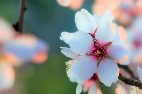 flower  almond  nature