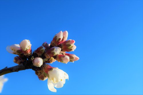 flower  almond  nature