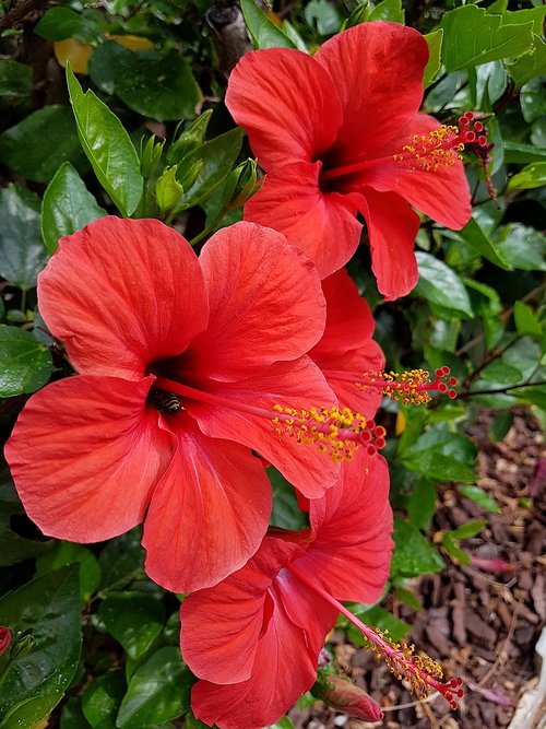 flower  red  plant