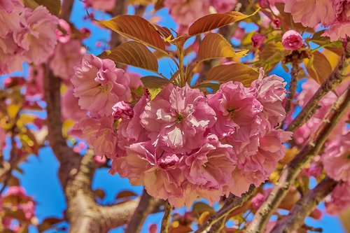 flower  cherry  tree