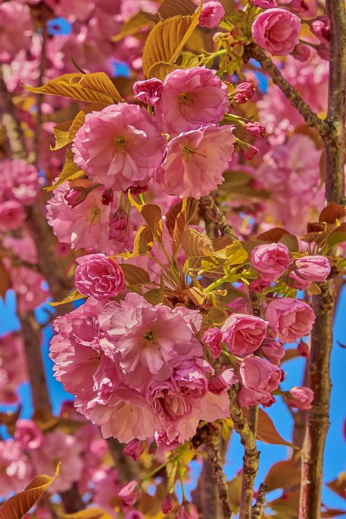 flower  cherry  tree