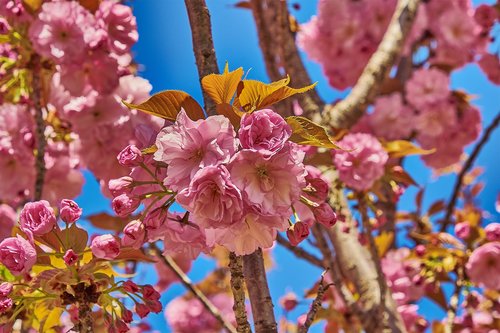 flower  cherry  tree