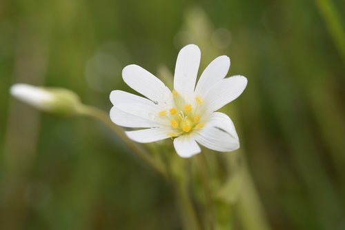 flower  white flower  white petals