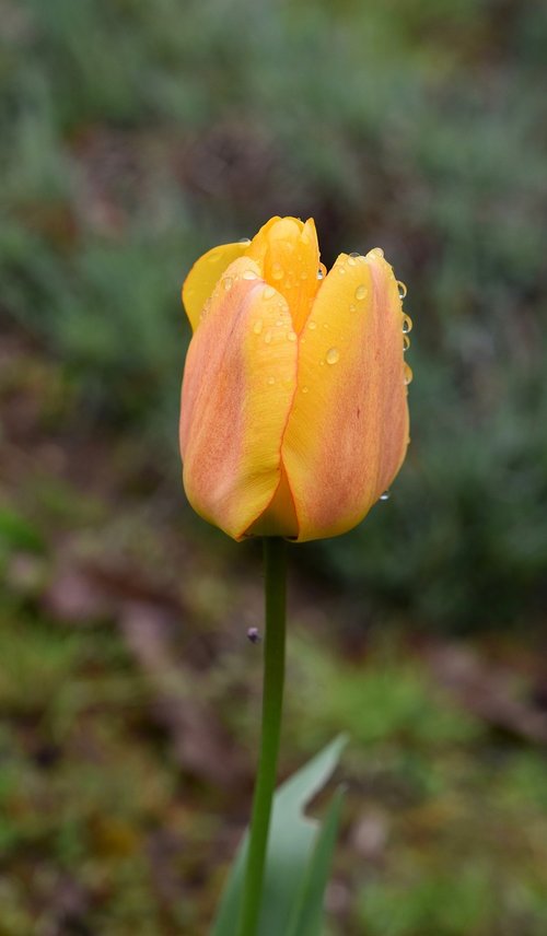 flower  tulip  tulip yellow