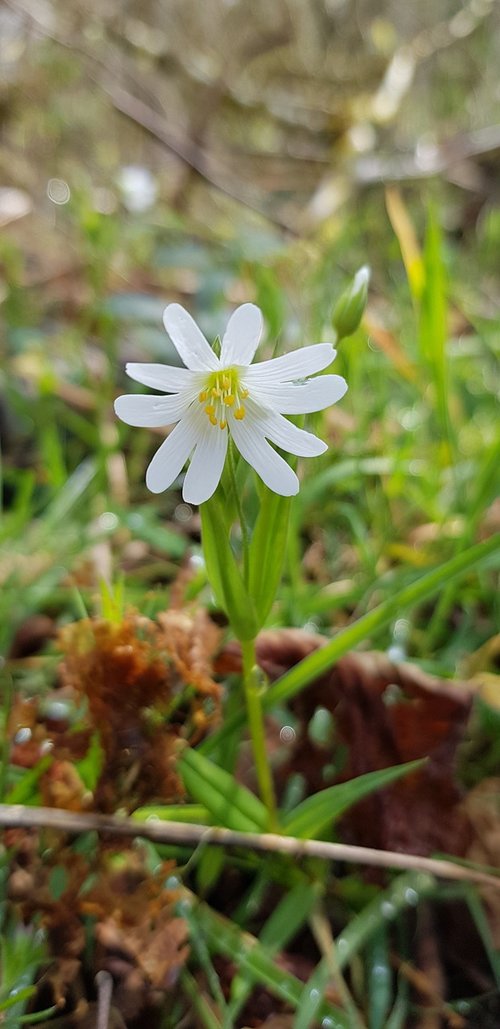 flower  yellow  white