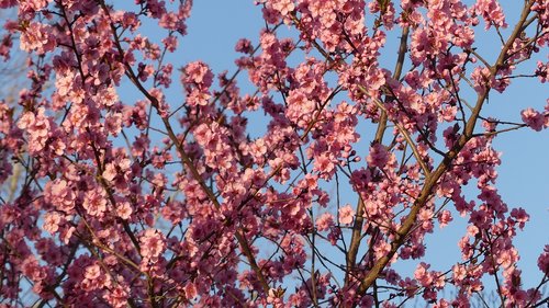 flower  spring  nature