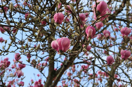 flower  spring  tree