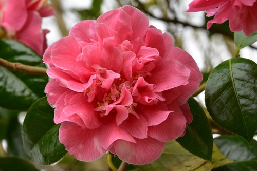 flower  flower of camellia  flower camellia rose
