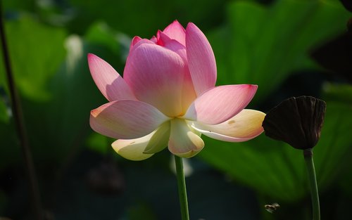 flower  lotus  pink