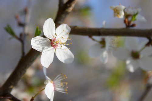 flower  white  spring