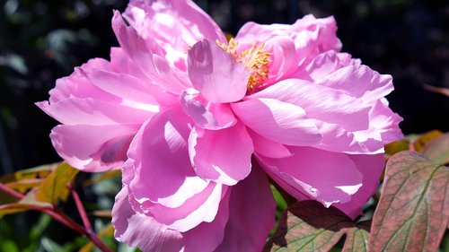 flower  peony  peonies