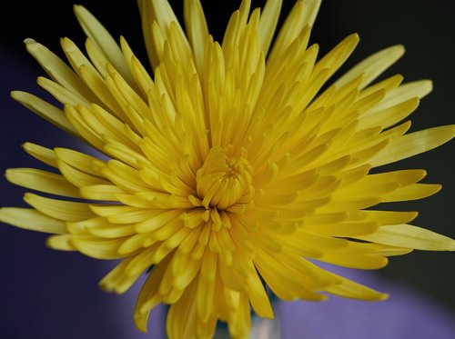 flower  dahlia  yellow