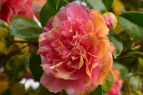flower  flower of camellia  flower wilt