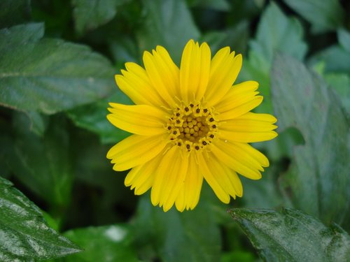 flower  nature  blossom