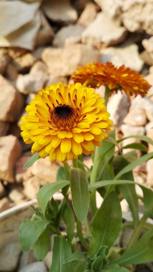 flower  flower wallpaper  yellow