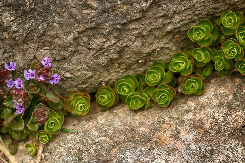 flower  rock  wall