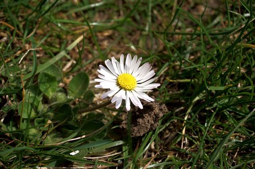 flower  daisy  meadow