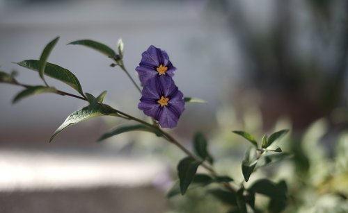 flower  purple  bloom