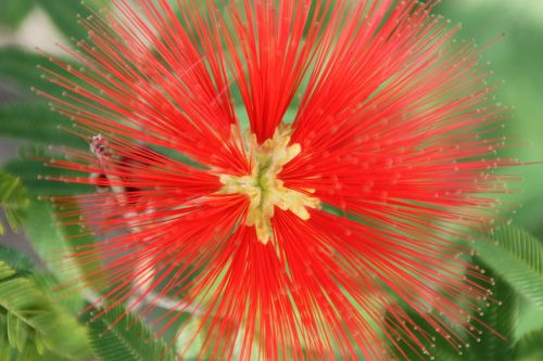 flower red tropical