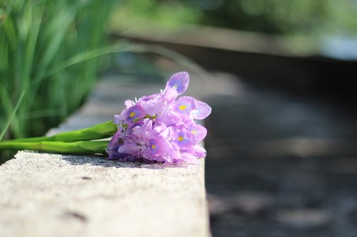 flower  purple flowers  flowers water hyacinth