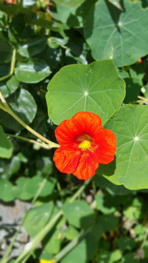 flower  plant  spring