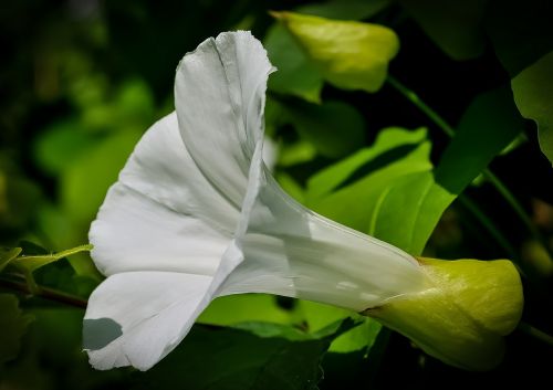 flower white nature