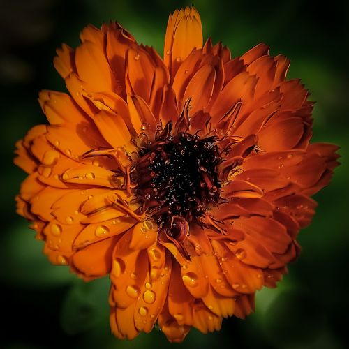 flower orange nature
