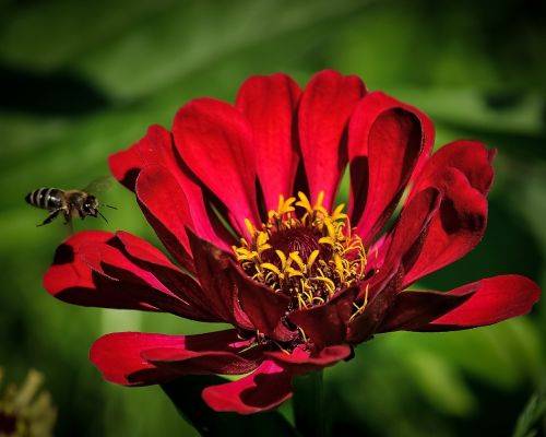 flower red petals