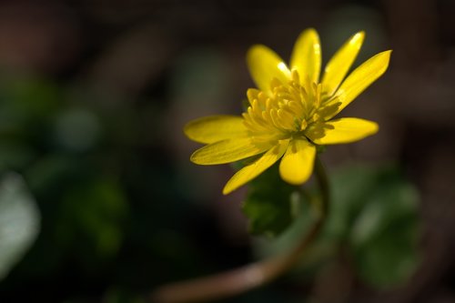 flower  garden  yellow