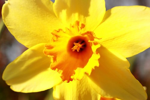 flower  daffodil  petal