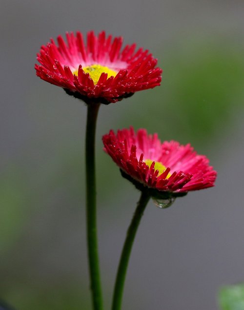 flower  red  spring