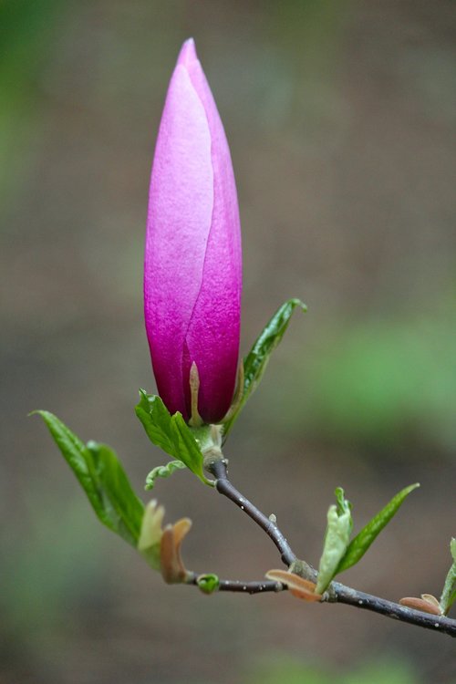 flower  bud  magnolia