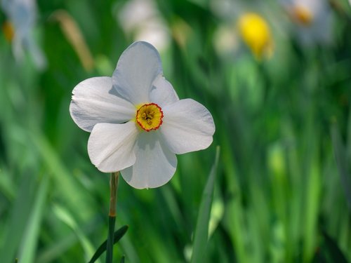 flower  narcissus  blossom