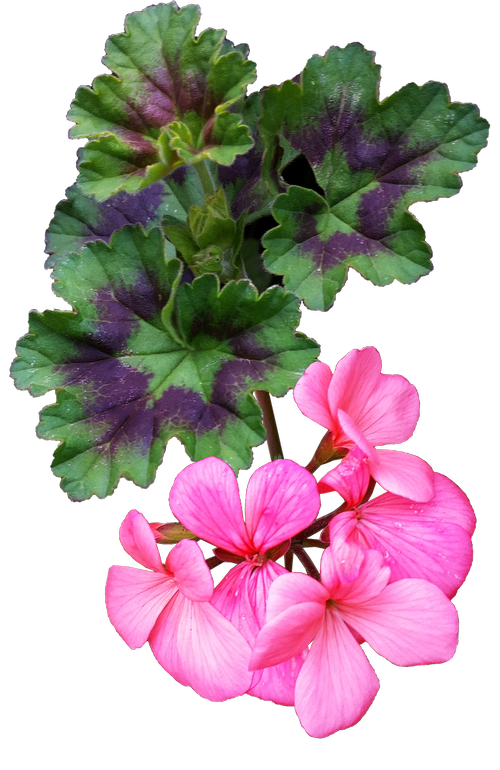 flower  pink  geranium