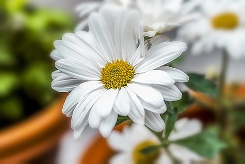 flower  flower gérbel  white