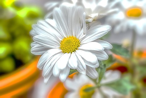 flower  flower gérbel  white