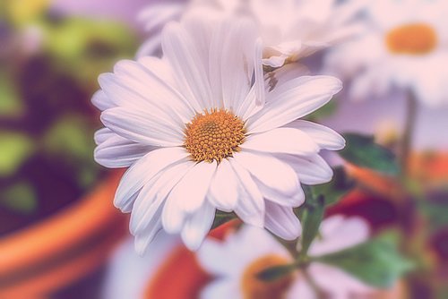 flower  flower gérbel  white